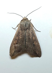 Mythimna unipuncta
