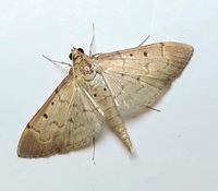 Herpetogramma bipunctalis