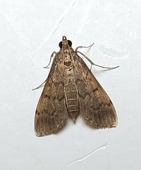 Herpetogramma phaeopteralis