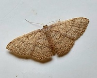 Pleuroprucha insulsaria