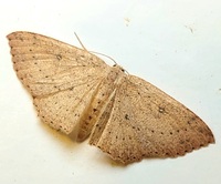 Cyclophora packardi