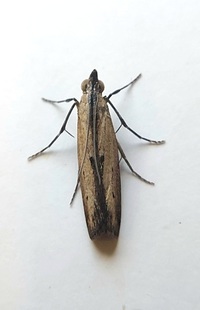 Elasmopalpus lignosella