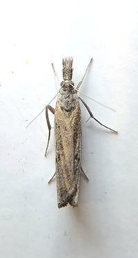 Fissicrambus mutabilis