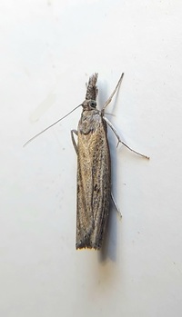 Fissicrambus mutabilis