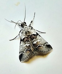 Tallula atrifascialis