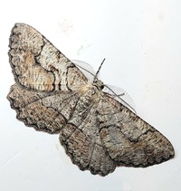 Cymatophora approximaria