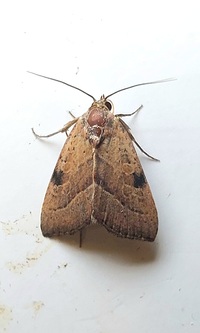 Galgula partita
