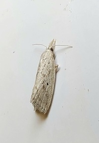 Diatraea lisetta