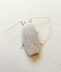 Antaeotricha albulella