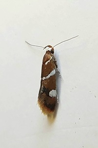 Promalactis suzukiella