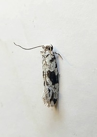 Nemapogon angulifasciella