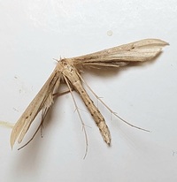 Hellinsia balanotes