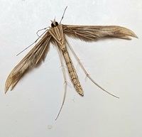 Hellinsia balanotes