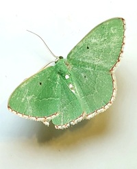 Nemoria lixaria