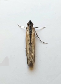 Elasmopalpus lignosella