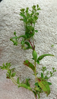Eteobalea sexnotella