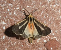 Apantesis phalerata