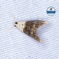 Lipocosmodes fuliginosalis