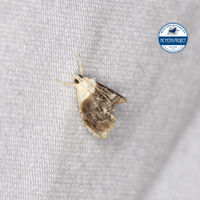 Lipocosmodes fuliginosalis