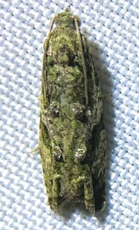 Proteoteras aesculana