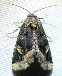 Homophoberia apicosa