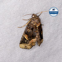 Homophoberia apicosa