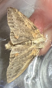 Pseudothyatira cymatophoroides