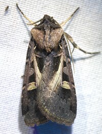 Feltia herilis
