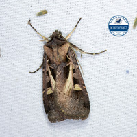 Feltia herilis