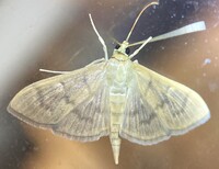 Patania silicalis