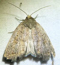 Athetis tarda