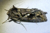 Chrysodeixis includens