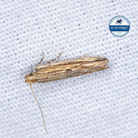 Symmetrischema striatella