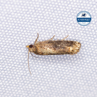 Eucosma unidentified species