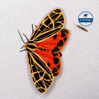 Apantesis parthenice