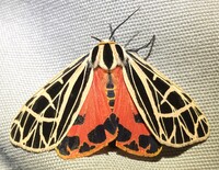 Apantesis parthenice