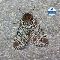 Harrisimemna trisignata