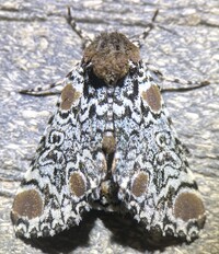 Harrisimemna trisignata