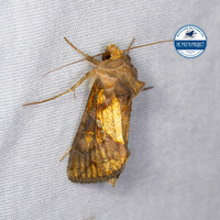 Argyrogramma verruca