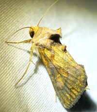 Argyrogramma verruca