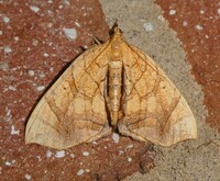 Eulithis gracilineata