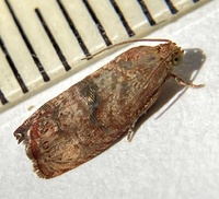 Cydia latiferreana