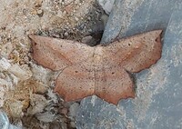 Euchlaena obtusaria
