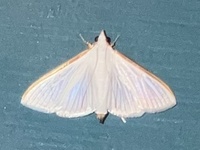 Diaphania costata