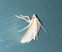 Diaphania costata