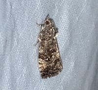 Gymnandrosoma punctidiscanum