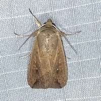 Mythimna unipuncta