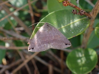 Gondysia similis