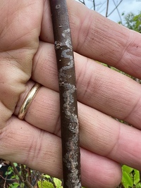 Marmara new species 28 - on Ulmus