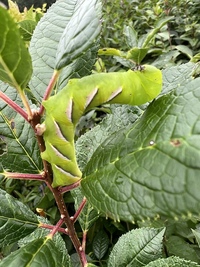 Dolba hyloeus